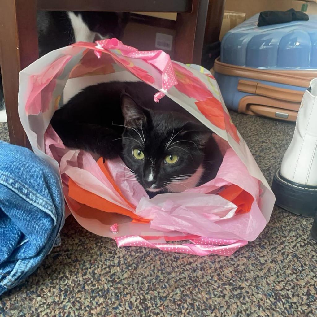 Thunder, an adoptable Domestic Short Hair in Fort Collins, CO, 80526 | Photo Image 5