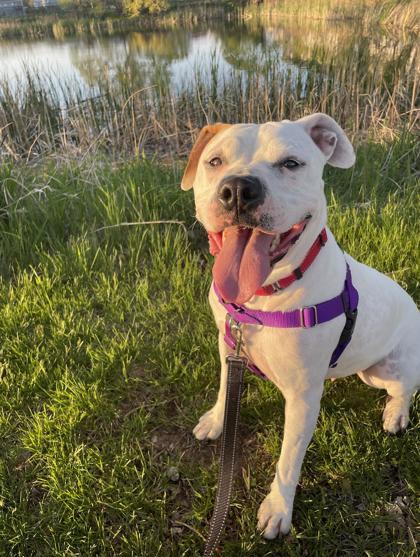 Layla, an adoptable Pit Bull Terrier, Mixed Breed in De Soto, IA, 50069 | Photo Image 1
