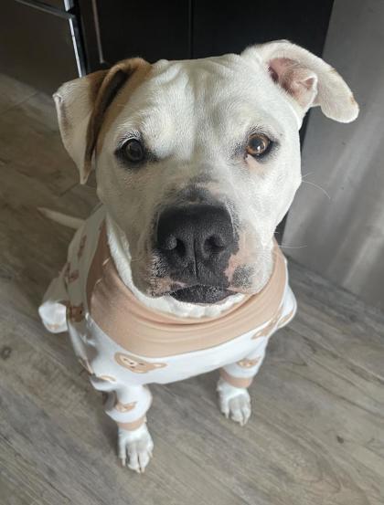 Layla, an adoptable Pit Bull Terrier, Mixed Breed in De Soto, IA, 50069 | Photo Image 2