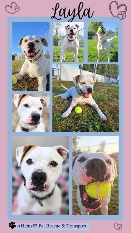 Layla, an adoptable Pit Bull Terrier, Mixed Breed in De Soto, IA, 50069 | Photo Image 3