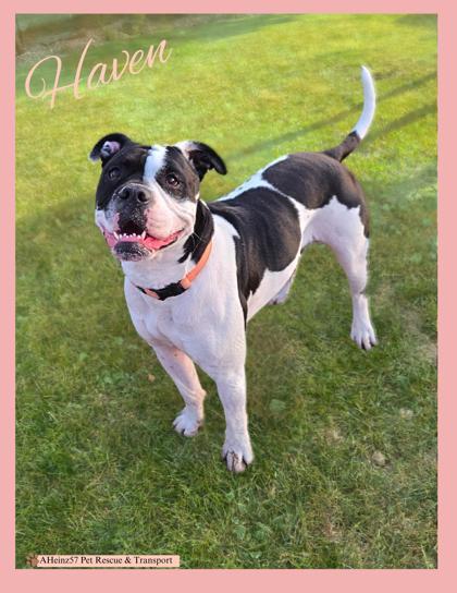 Haven, an adoptable Pit Bull Terrier, Mixed Breed in De Soto, IA, 50069 | Photo Image 1