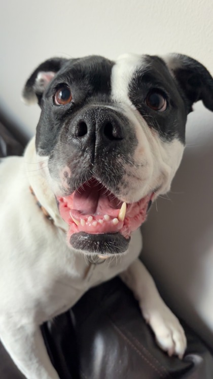 Haven, an adoptable Pit Bull Terrier, Mixed Breed in De Soto, IA, 50069 | Photo Image 1