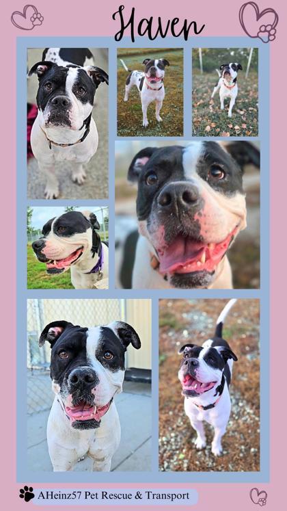 Haven, an adoptable Pit Bull Terrier, Mixed Breed in De Soto, IA, 50069 | Photo Image 2