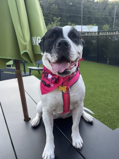 Haven, an adoptable Pit Bull Terrier, Mixed Breed in De Soto, IA, 50069 | Photo Image 2