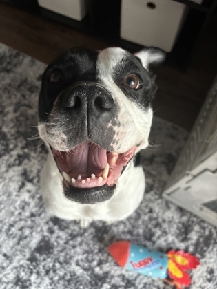 Haven, an adoptable Pit Bull Terrier, Mixed Breed in De Soto, IA, 50069 | Photo Image 2