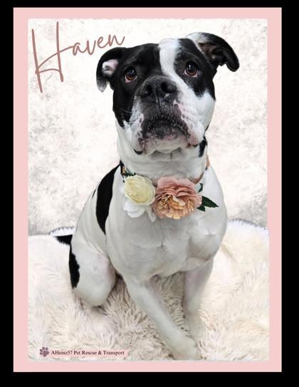 Haven, an adoptable Pit Bull Terrier, Mixed Breed in De Soto, IA, 50069 | Photo Image 3