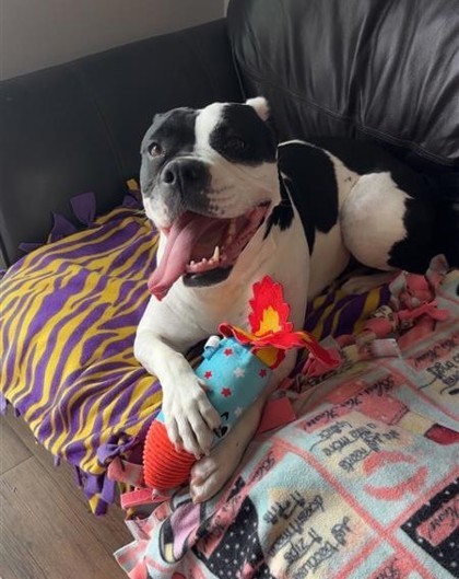 Haven, an adoptable Pit Bull Terrier, Mixed Breed in De Soto, IA, 50069 | Photo Image 3