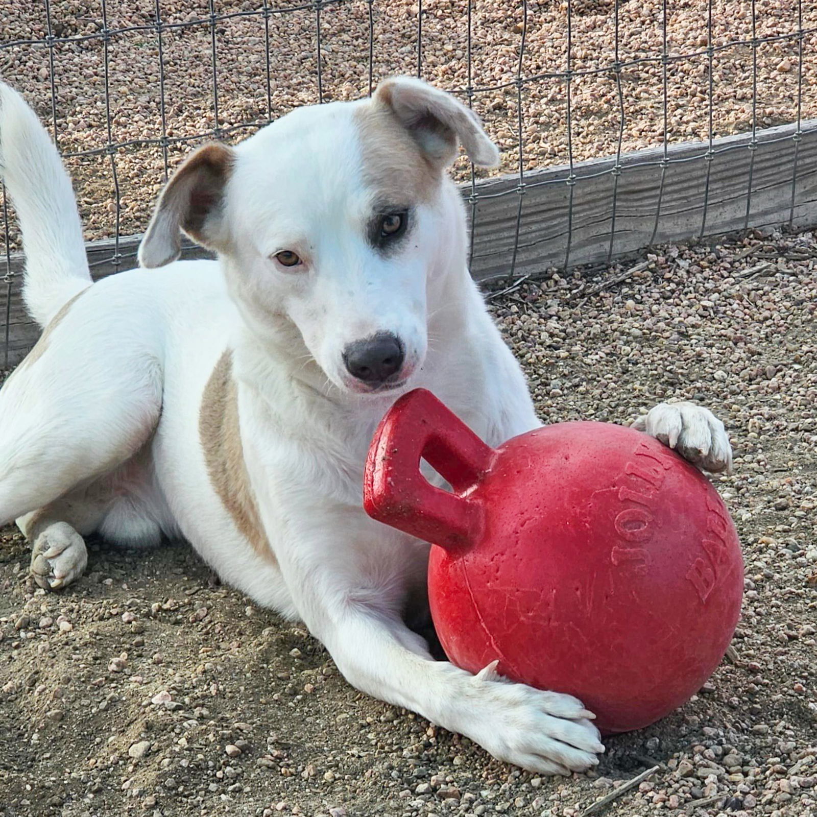 Colton (courtesy), an adoptable Mixed Breed in Aurora, CO, 80012 | Photo Image 1