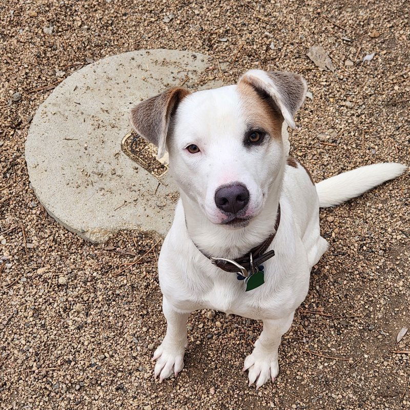 Colton (courtesy), an adoptable Mixed Breed in Aurora, CO, 80012 | Photo Image 2