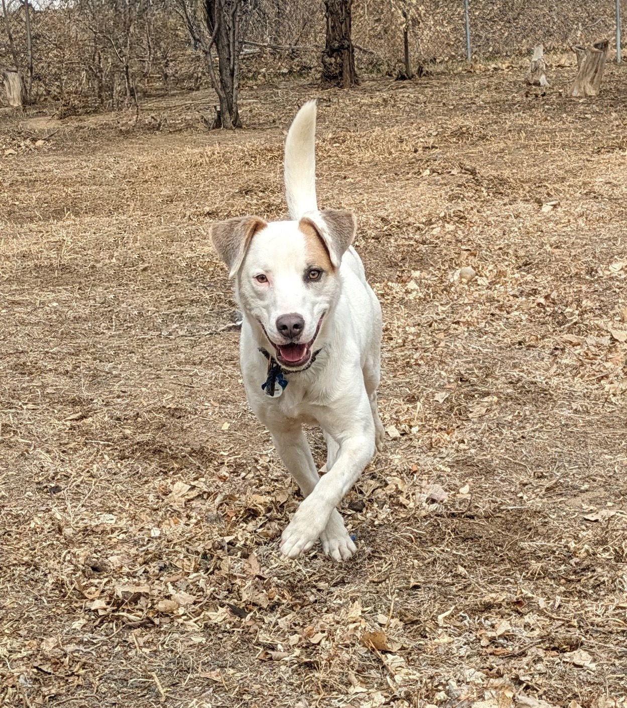 Colton (courtesy), an adoptable Mixed Breed in Aurora, CO, 80012 | Photo Image 3