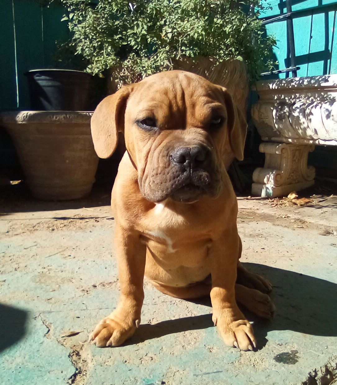 Quill - 1 of 3 pups