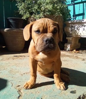Quill - 1 of 3 pups, Baby Male unknown