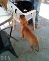 Quill - 1 of 3 pups photo 2