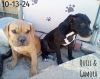 Quill - 1 of 3 pups photo 3