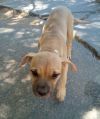 Mantis - 1 of 3 pups-in foster home! photo 1