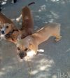Mantis - 1 of 3 pups-in foster home! photo 2