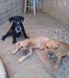 Mantis - 1 of 3 pups-in foster home! photo 3