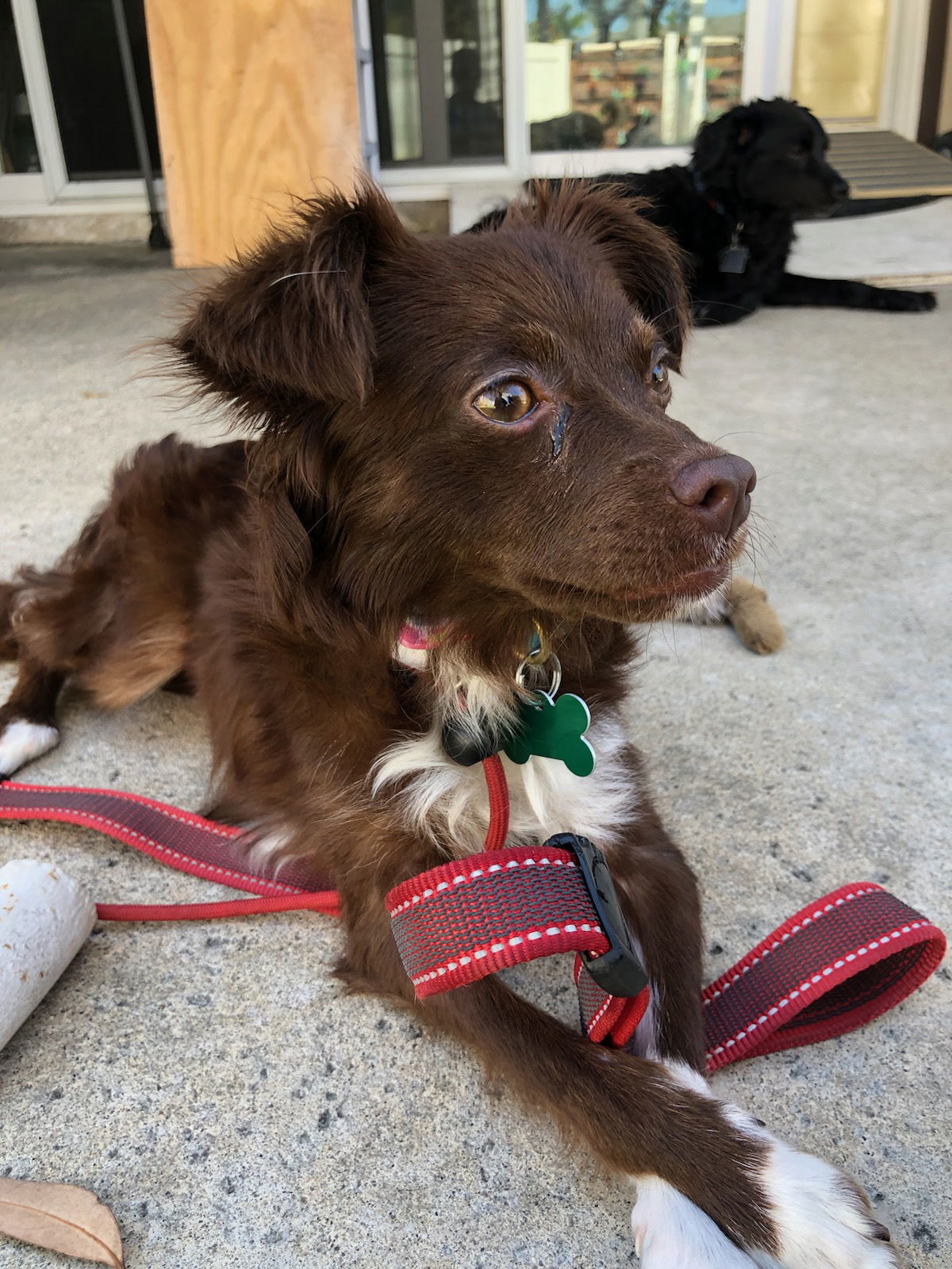 Sierra, an adoptable Chihuahua, Papillon in Costa Mesa, CA, 92627 | Photo Image 1