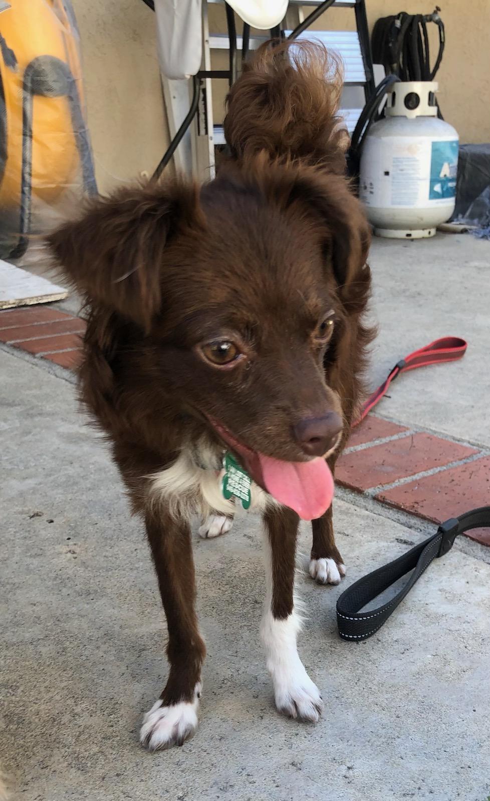 Sierra, an adoptable Chihuahua, Papillon in Costa Mesa, CA, 92627 | Photo Image 2