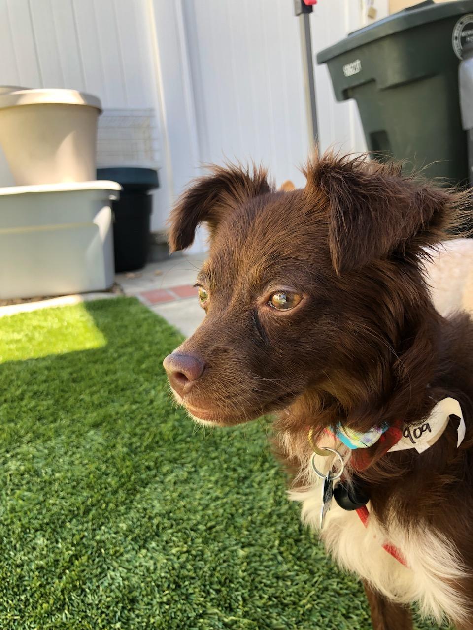 Sierra, an adoptable Chihuahua, Papillon in Costa Mesa, CA, 92627 | Photo Image 3