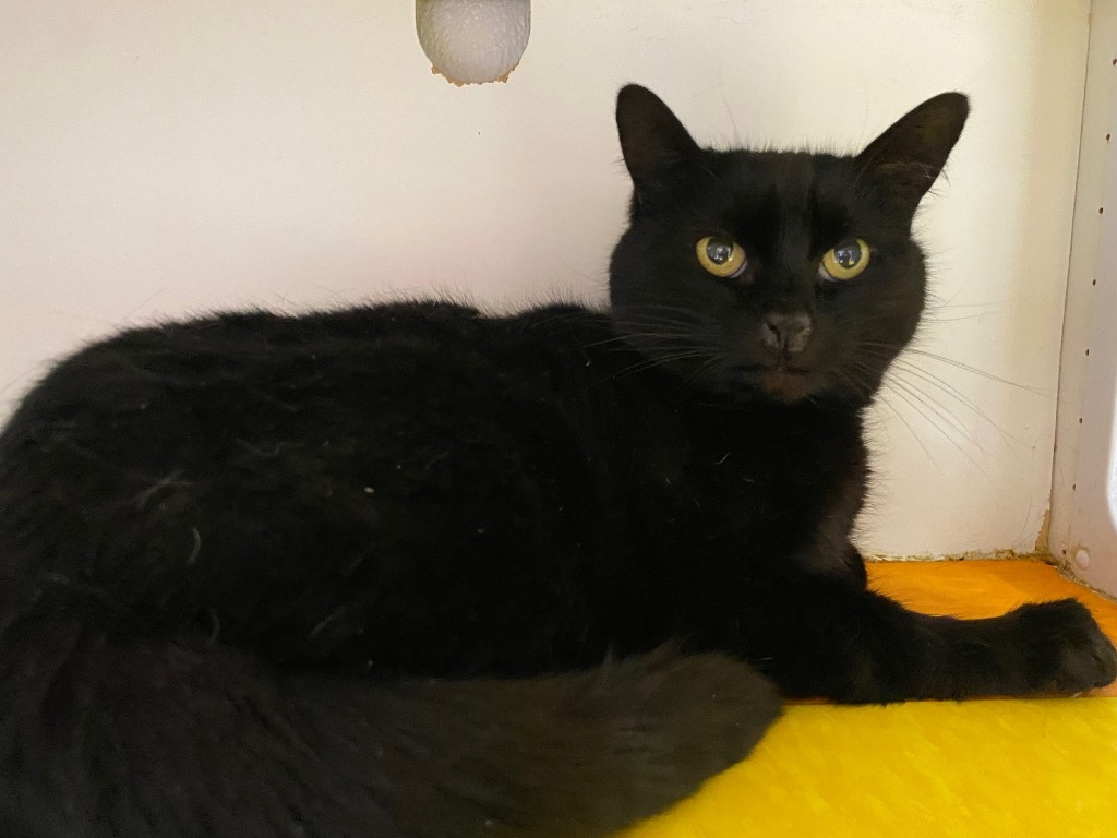 Cobweb, an adoptable Domestic Short Hair in Fort Lupton, CO, 80621 | Photo Image 1