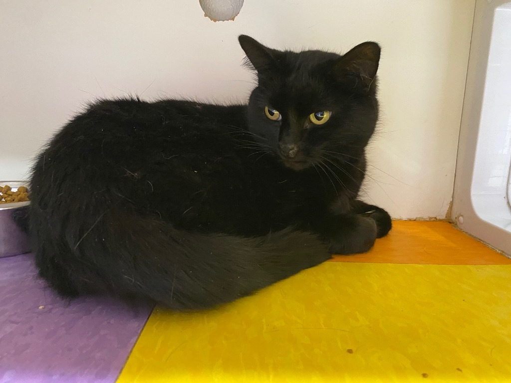 Cobweb, an adoptable Domestic Short Hair in Fort Lupton, CO, 80621 | Photo Image 2