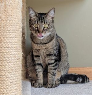 Mocha