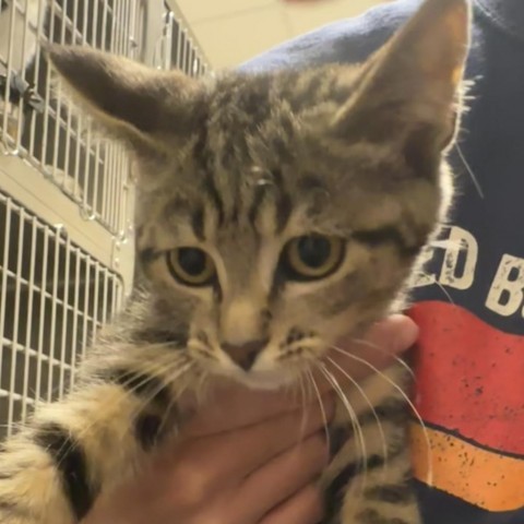 Tapatio, an adoptable Domestic Short Hair in Cody, WY, 82414 | Photo Image 1