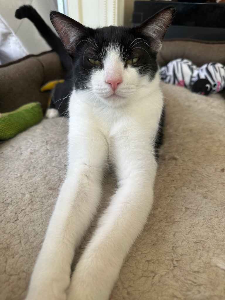 Venkman, an adoptable Domestic Short Hair in Calgary, AB, T3S 0C5 | Photo Image 5