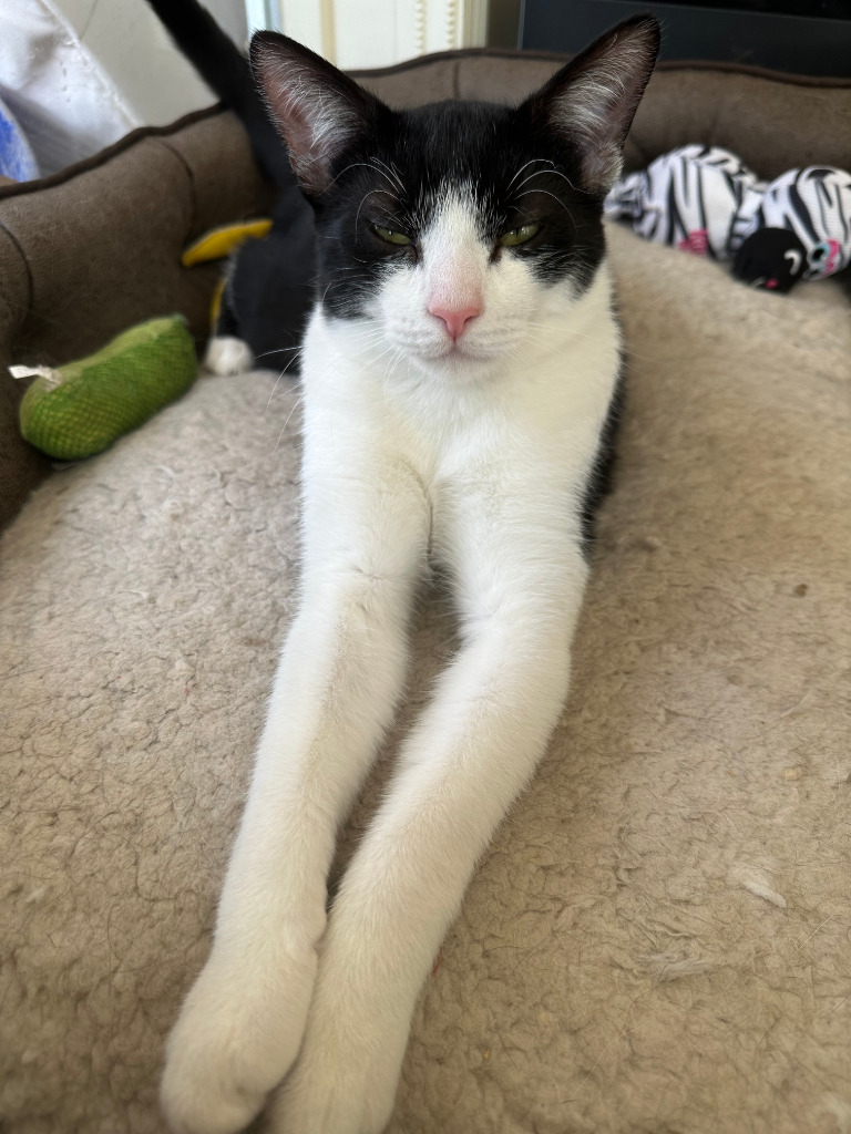 Venkman, an adoptable Domestic Short Hair in Calgary, AB, T3S 0C5 | Photo Image 6