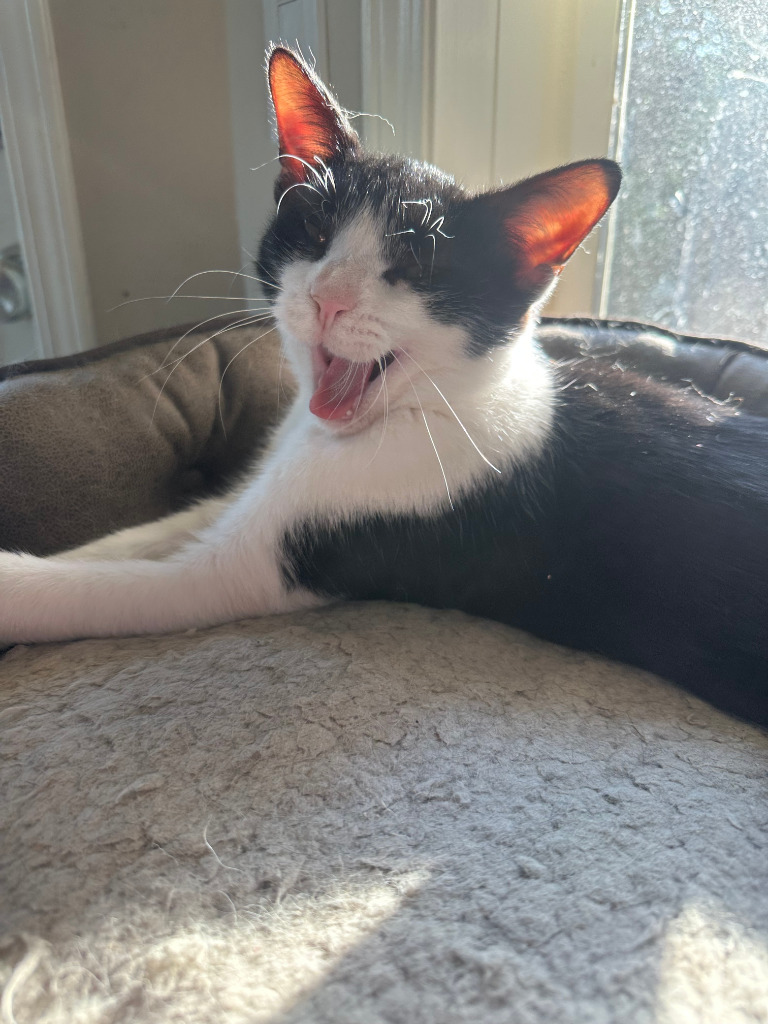 Venkman, an adoptable Domestic Short Hair in Calgary, AB, T3S 0C5 | Photo Image 7