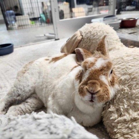 Carrot 4