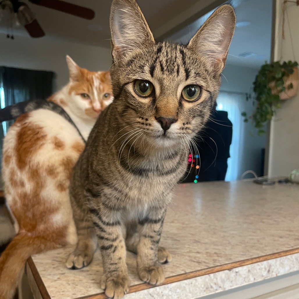 Eddie, an adoptable Domestic Short Hair in Nowata, OK, 74048 | Photo Image 1