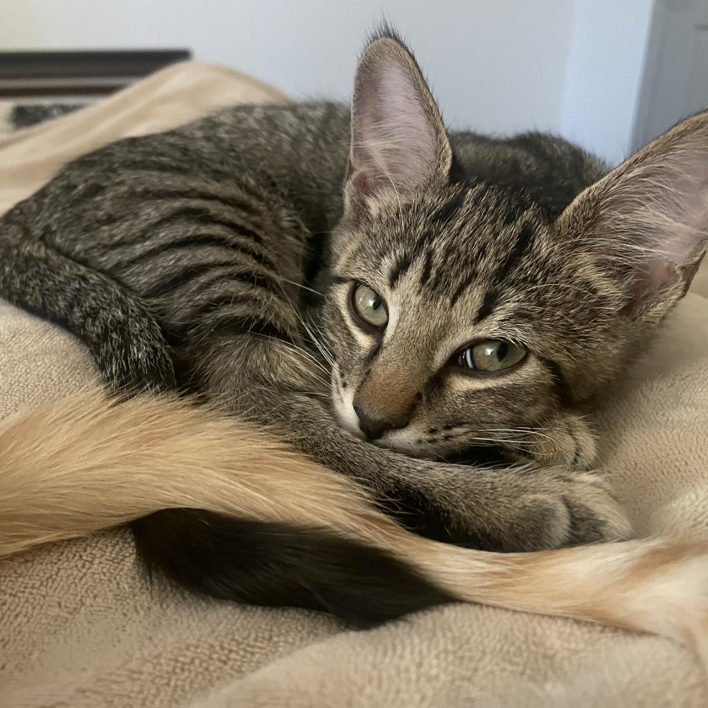 Eddie, an adoptable Domestic Short Hair in Nowata, OK, 74048 | Photo Image 2