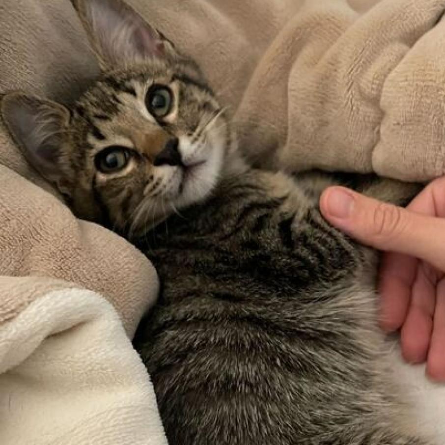 Eddie, an adoptable Domestic Short Hair in Nowata, OK, 74048 | Photo Image 3