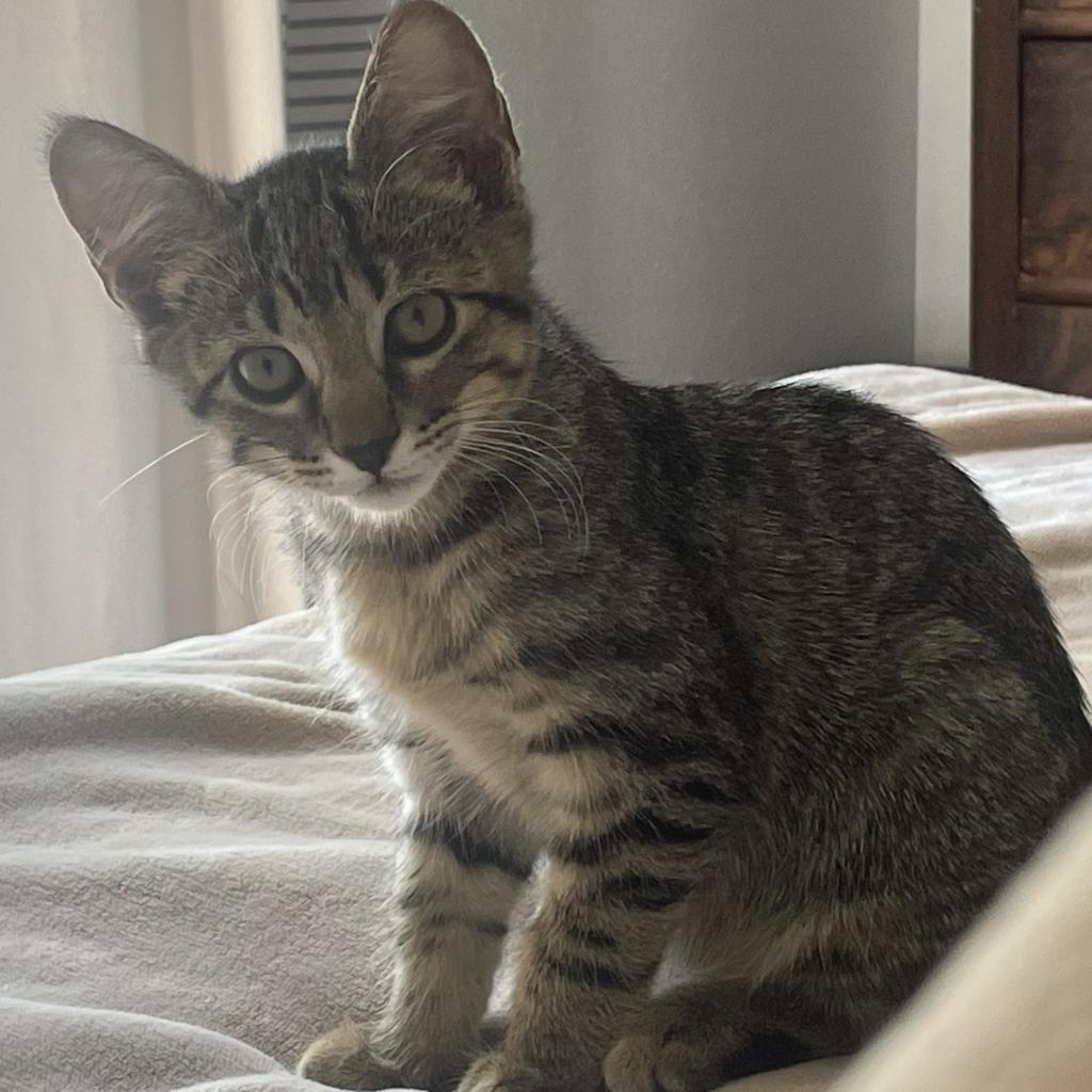 Eddie, an adoptable Domestic Short Hair in Nowata, OK, 74048 | Photo Image 4