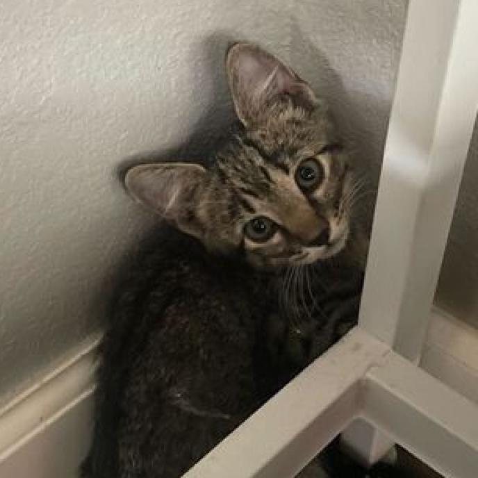 Eddie, an adoptable Domestic Short Hair in Nowata, OK, 74048 | Photo Image 5