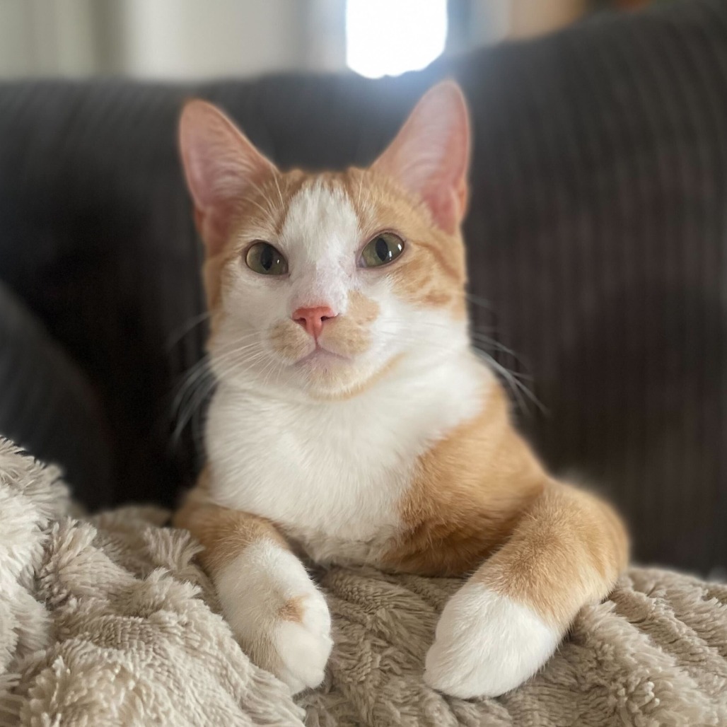 Sunny, an adoptable Domestic Short Hair in Nowata, OK, 74048 | Photo Image 1
