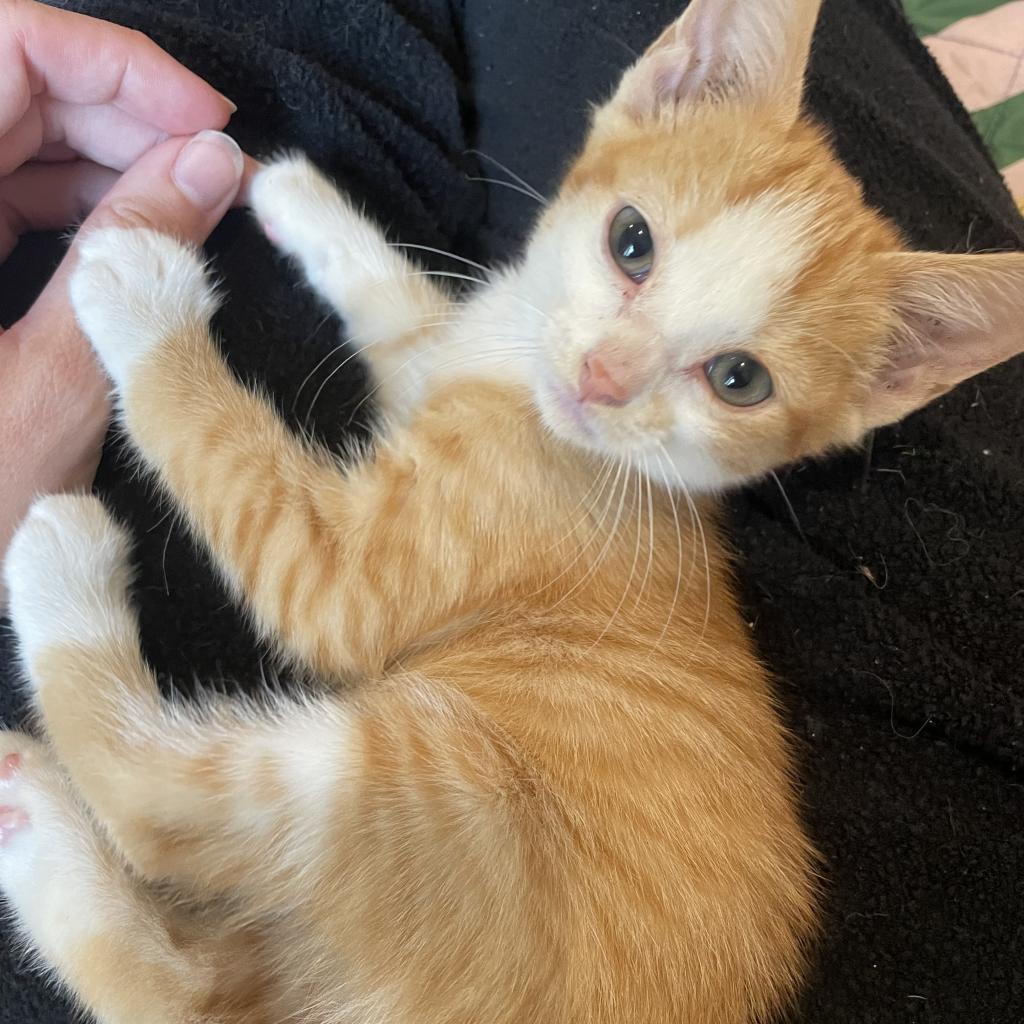 Sunny, an adoptable Domestic Short Hair in Nowata, OK, 74048 | Photo Image 2