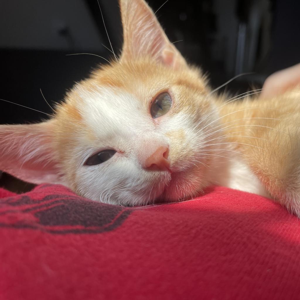 Sunny, an adoptable Domestic Short Hair in Nowata, OK, 74048 | Photo Image 3