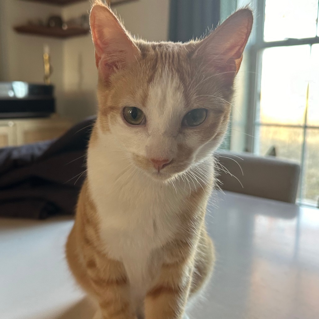 Sunny, an adoptable Domestic Short Hair in Nowata, OK, 74048 | Photo Image 4