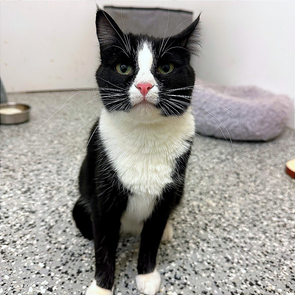 Charlotte, an adoptable Domestic Short Hair in Nowata, OK, 74048 | Photo Image 1