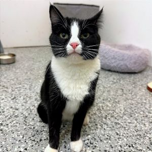 Charlotte, Adult Female Domestic Short Hair