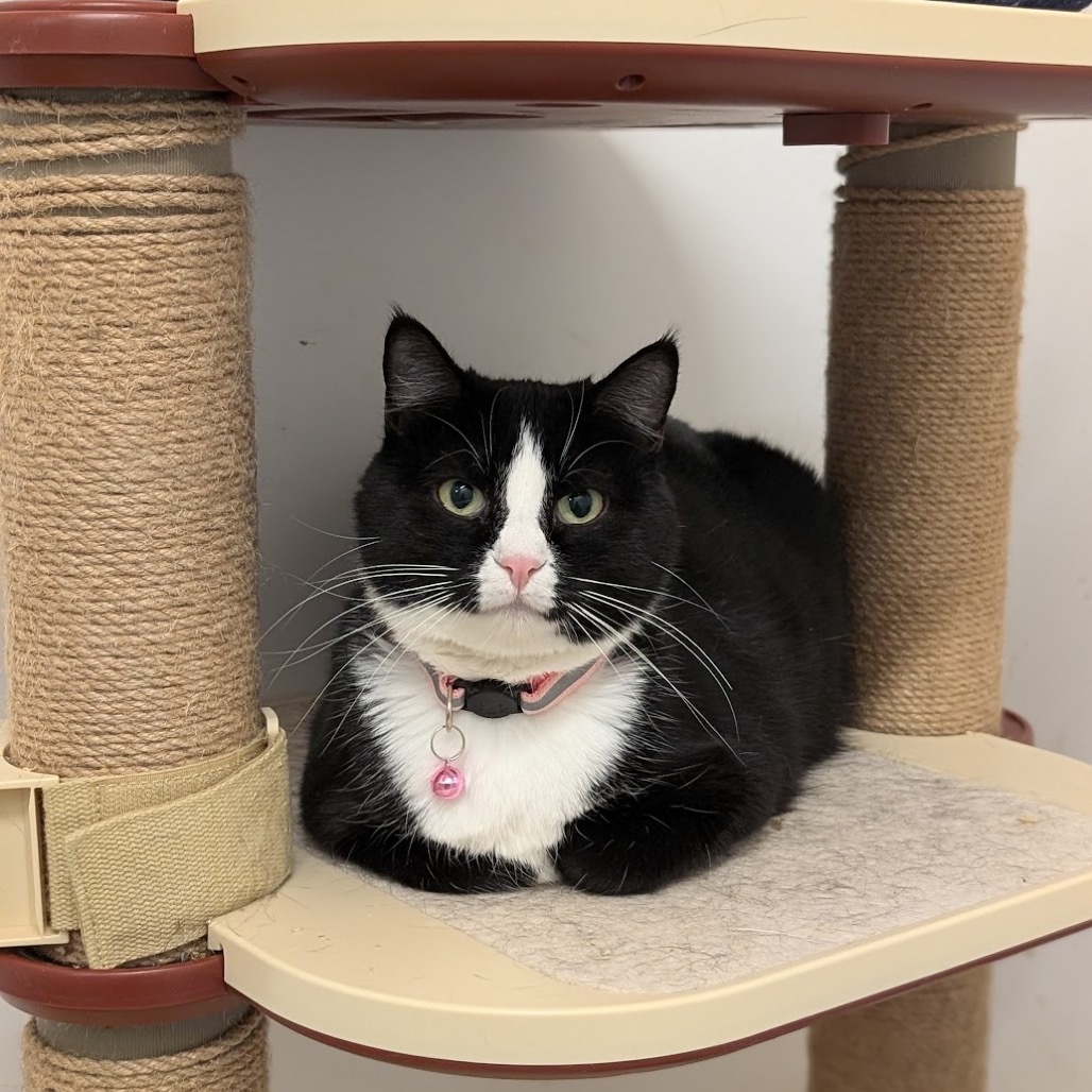 Charlotte, an adoptable Domestic Short Hair in Nowata, OK, 74048 | Photo Image 1