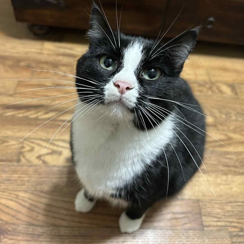 Charlotte, an adoptable Domestic Short Hair in Nowata, OK, 74048 | Photo Image 1