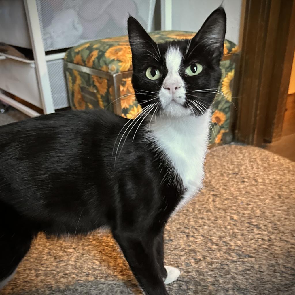 Charlotte, an adoptable Domestic Short Hair in Nowata, OK, 74048 | Photo Image 2