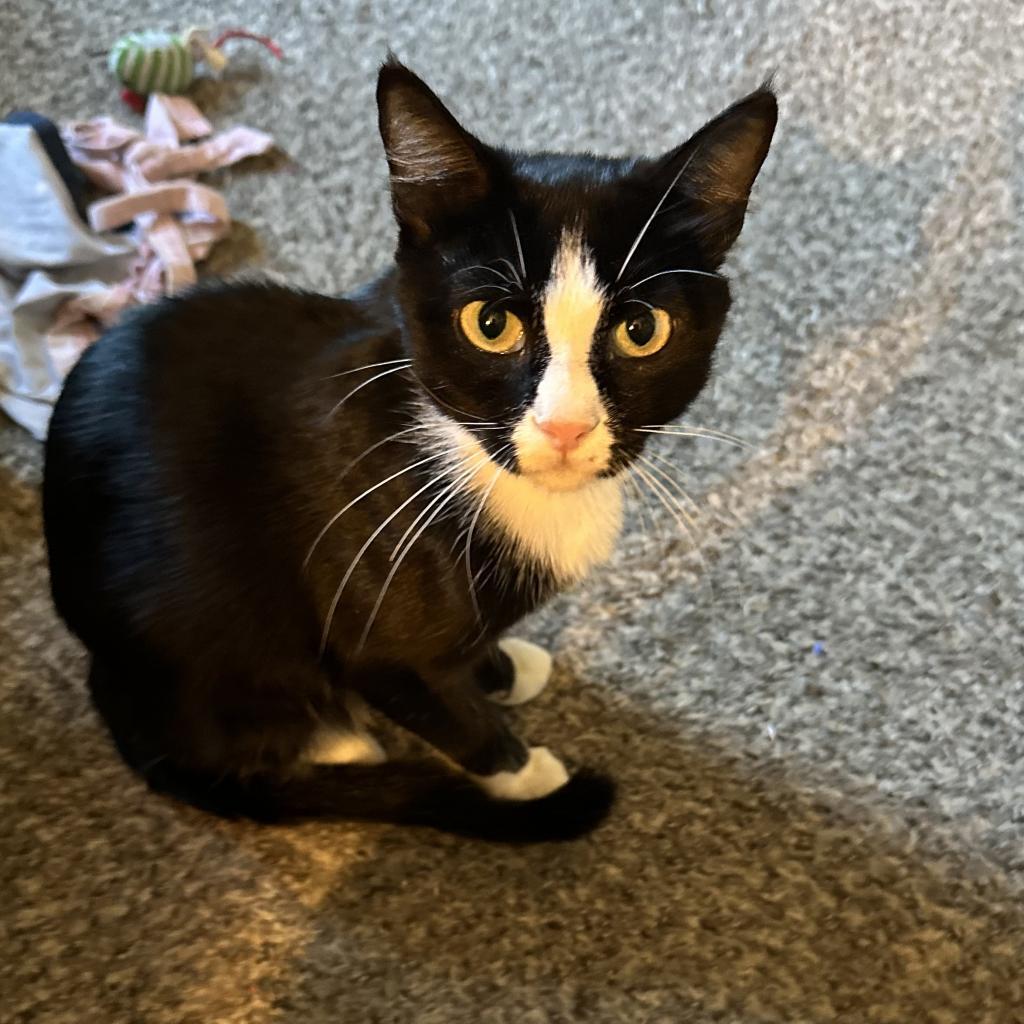 Charlotte, an adoptable Domestic Short Hair in Nowata, OK, 74048 | Photo Image 3