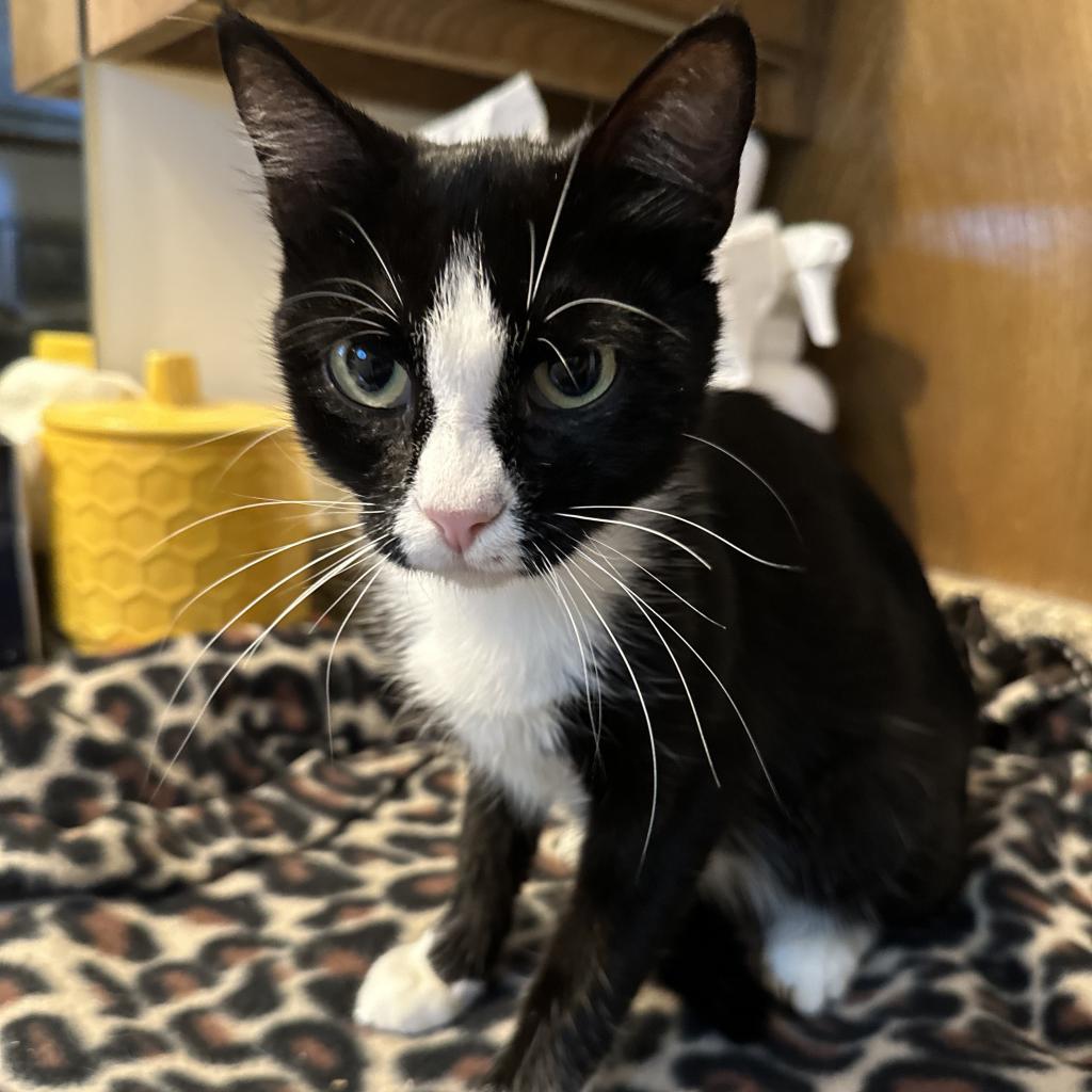 Charlotte, an adoptable Domestic Short Hair in Nowata, OK, 74048 | Photo Image 4