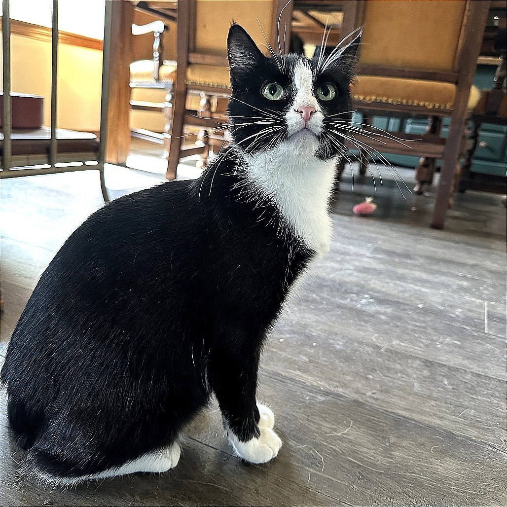 Charlotte, an adoptable Domestic Short Hair in Nowata, OK, 74048 | Photo Image 5