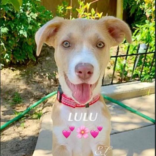 Lulu lab